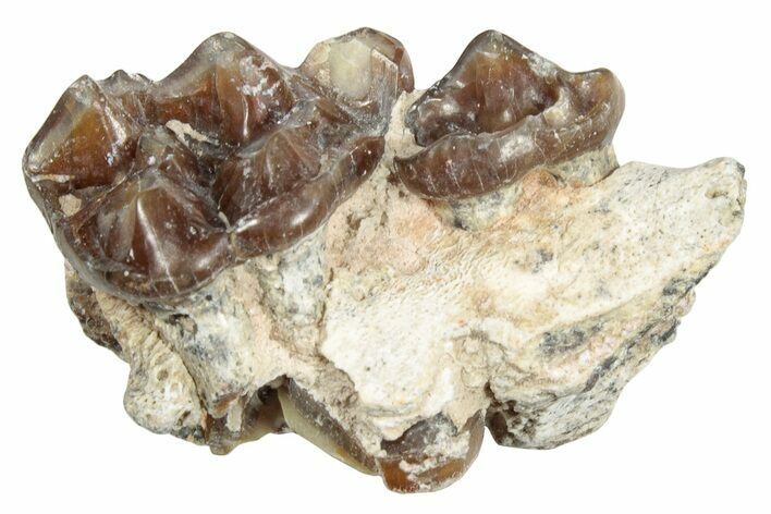 Fossil Horse (Mesohippus) Jaw Section - South Dakota #254949